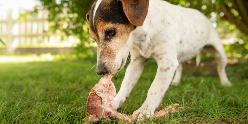 Barfen Das steckt hinter dem Ernährungstrend für Hunde